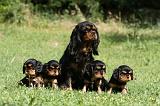 CAVALIER KING CHARLES 567